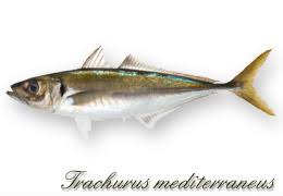 Image result for Trachurus mediterraneus