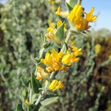 Attēlu rezultāti vaicājumam “Anthyllis maritima”