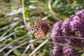 Attēlu rezultāti vaicājumam “Clossiana selene underside”