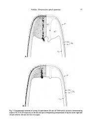 Attēlu rezultāti vaicājumam “Ombrophila violacea”
