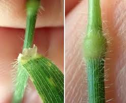 Attēlu rezultāti vaicājumam “Brachypodium sylvaticum leaf”