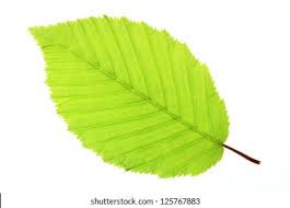 Attēlu rezultāti vaicājumam “Carpinus betulus leaf”
