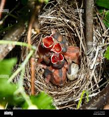 Attēlu rezultāti vaicājumam “Sylvia borin nest”
