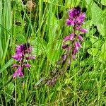 Attēlu rezultāti vaicājumam “Polygala comosa leaf”