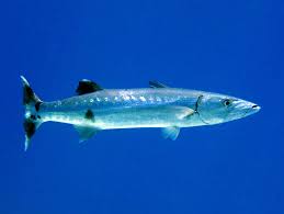 Image result for Sphyraena barracuda