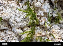 Attēlu rezultāti vaicājumam “Schizopora paradoxa”