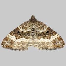 Attēlu rezultāti vaicājumam “Epirrhoe alternata”