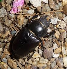 Attēlu rezultāti vaicājumam “Lucanidae”