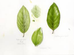 Attēlu rezultāti vaicājumam “leaf”