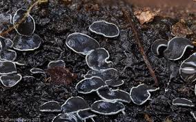 Attēlu rezultāti vaicājumam “Ombrophila violacea spores”