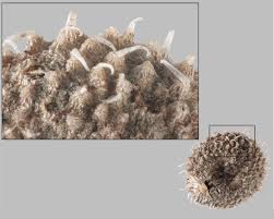 Attēlu rezultāti vaicājumam “Galium aparine fruit”