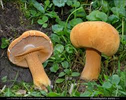 Attēlu rezultāti vaicājumam “Phaeolepiota aurea”