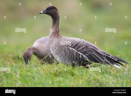 Attēlu rezultāti vaicājumam “Anser brachyrhynchus”