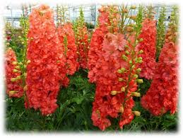 Attēlu rezultāti vaicājumam “Delphinium elatum  bud”
