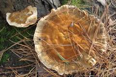 Attēlu rezultāti vaicājumam “Onnia tomentosa”