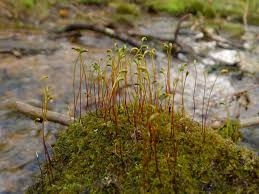 Attēlu rezultāti vaicājumam “Hygroamblystegium varium”