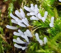 Attēlu rezultāti vaicājumam “Stemonitopsis typhina young”