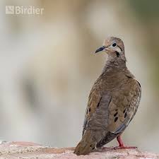 Image result for Zenaida macroura