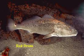 Image result for Sciaenops ocellatus