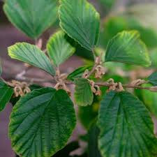 Attēlu rezultāti vaicājumam “Hamamelis”