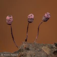 Attēlu rezultāti vaicājumam “Cribrariaceae”