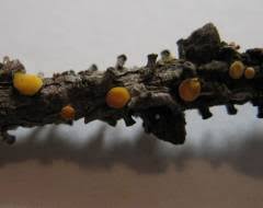 Attēlu rezultāti vaicājumam “Lachnellula willkommii”