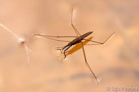 Attēlu rezultāti vaicājumam “Aquarius najas”