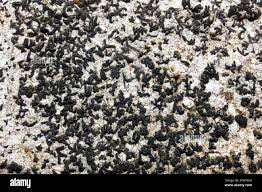 Attēlu rezultāti vaicājumam “Arthonia byssacea”