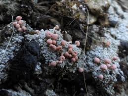 Attēlu rezultāti vaicājumam “Dibaeis baeomyces”