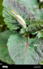 Attēlu rezultāti vaicājumam “Reynoutria sachalinensis leaf”