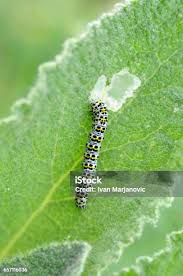 Attēlu rezultāti vaicājumam “Cucullia verbasci larva”