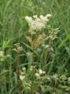 This is a native species, common in wet places. Its common name may have - via Daymix