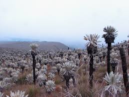 Attēlu rezultāti vaicājumam “Juncus nastanthus”