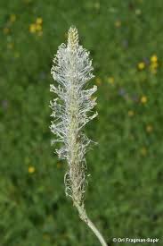 Attēlu rezultāti vaicājumam “Plantago media flower”