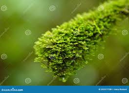 Attēlu rezultāti vaicājumam “Antitrichia curtipendula sporophyte”