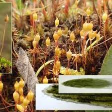 Attēlu rezultāti vaicājumam “Pogonatum nanum”