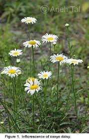 Image result for Leucanthemum vulgare