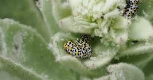 Attēlu rezultāti vaicājumam “Cucullia verbasci larva”