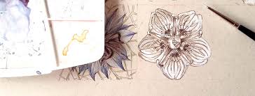 Attēlu rezultāti vaicājumam “Parnassia palustris fruit”