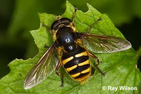 Attēlu rezultāti vaicājumam “Sericomyia silentis”