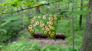 Attēlu rezultāti vaicājumam “gall”