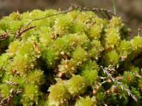 Attēlu rezultāti vaicājumam “Sphagnum tenellum”