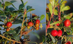 Attēlu rezultāti vaicājumam “Arctostaphylos uva-ursi fruit”