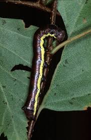 Attēlu rezultāti vaicājumam “Pheosia gnoma”