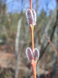 Attēlu rezultāti vaicājumam “Salix purpurea male flower”