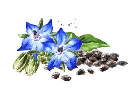 Attēlu rezultāti vaicājumam “Borago officinalis bud”