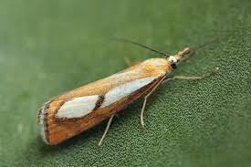 Attēlu rezultāti vaicājumam “Catoptria fulgidella”