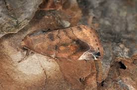 Attēlu rezultāti vaicājumam “Cosmia pyralina”