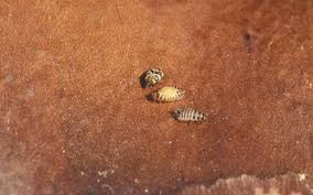 Attēlu rezultāti vaicājumam “Anthrenus verbasci”