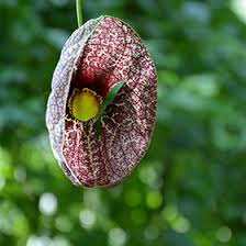 Attēlu rezultāti vaicājumam “Aristolochia durior flower”